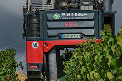 Traubenernte 3